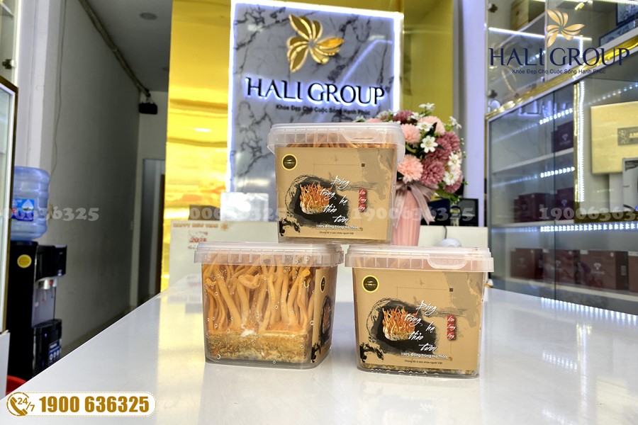 Chăm sóc sức khỏe hiệu quả với đông trùng hạ thảo tươi