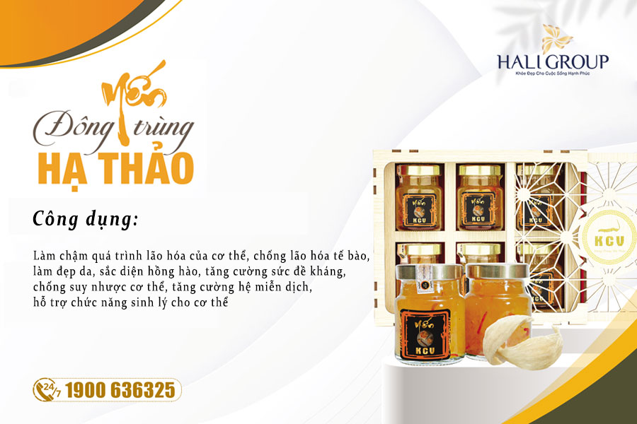 Những điều cần biết về Yến Đông Trùng Kim Cương Vàng chính hãng